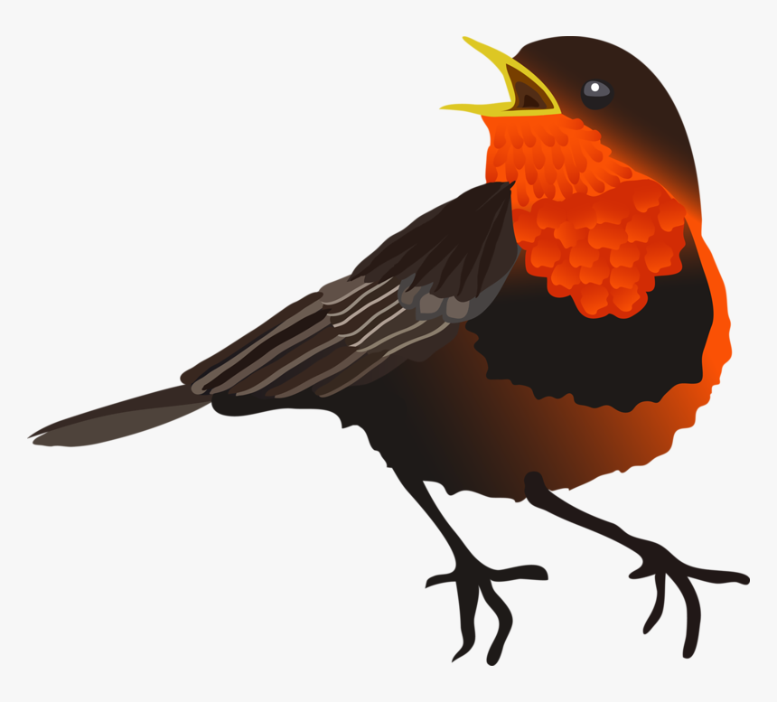 Birds, HD Png Download