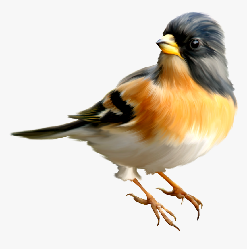 Bird Png - Bird Transparent Background, Png Download
