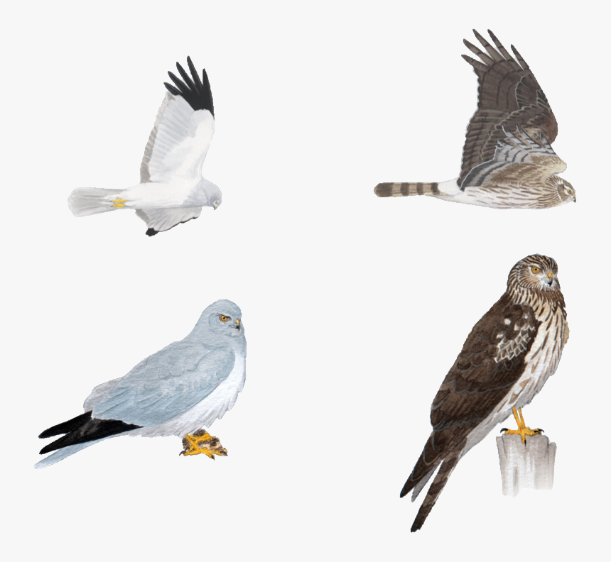 Birds - Male Northern Harrier In Flight, HD Png Download
