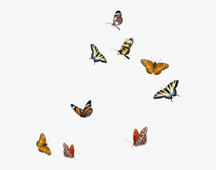 Blue Butterflies Flying Png, Transparent Png