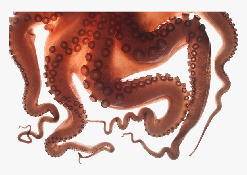 #octopus #tentacles #freetoedit - Insensitive Memes, HD Png Download