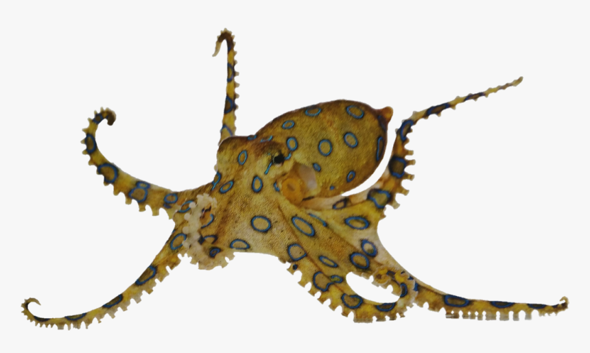 #sealifesticker #octopus #sea #underwater #freetoedit - Ile Oczu Ma Ośmiornica, HD Png Download
