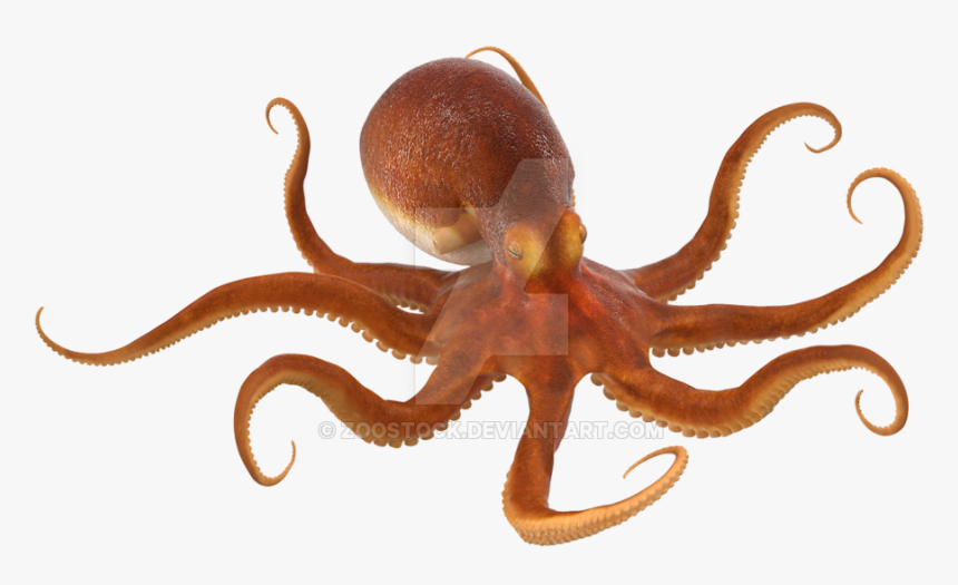 Octopus Png No Background - Octopus Png, Transparent Png