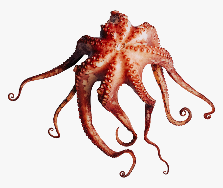 Octopus, HD Png Download