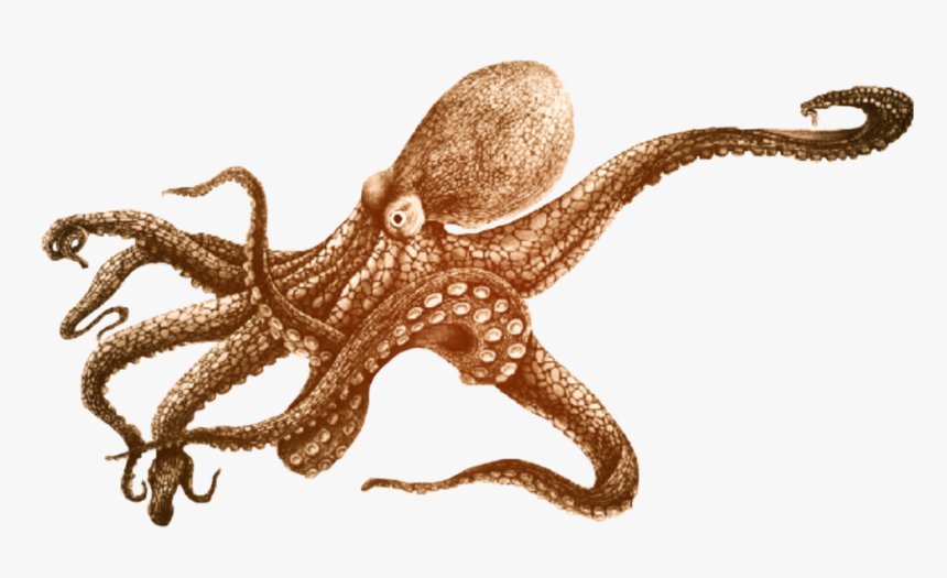 #aesthetic #tumblrgirl #ftestickers #idk #fiesta #trend - Small Octopus Design Tattoo, HD Png Download