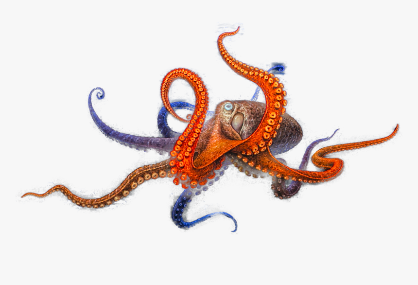 Octopus, HD Png Download
