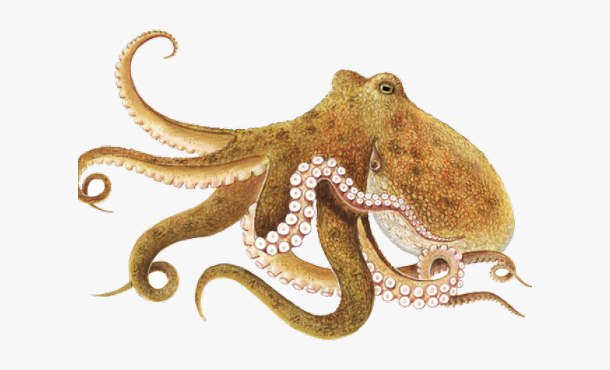 Octopus Png, Transparent Png
