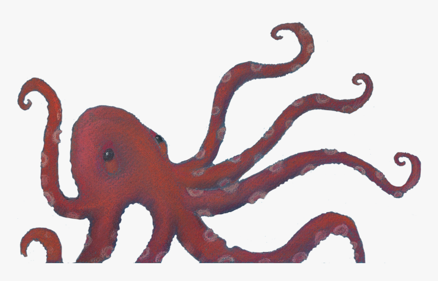 Octopus, HD Png Download