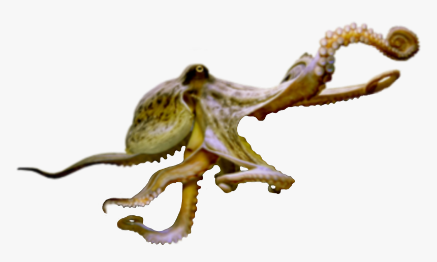 #octopus #sealife #terrieasterly - Octopus, HD Png Download