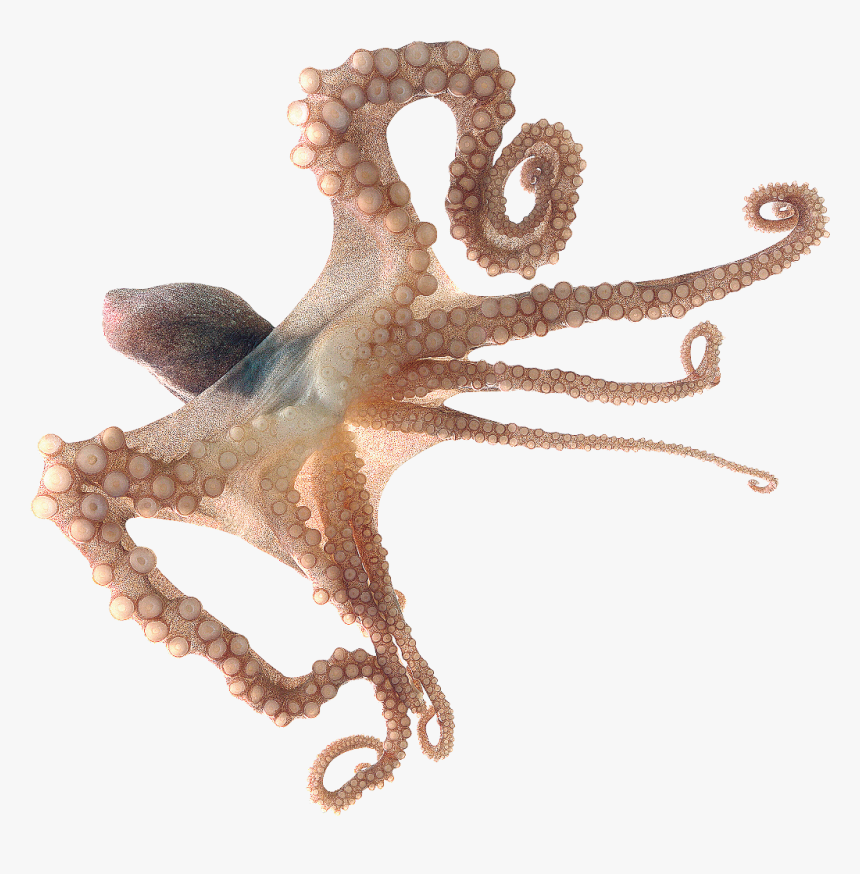 #octopus #freetoedit - 章魚 Png, Transparent Png