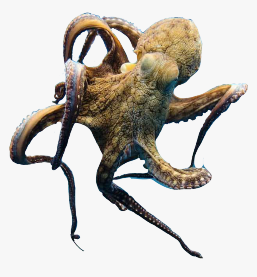 #octopus #ocean #water - Many Hearts Does An Octopus Have, HD Png Download
