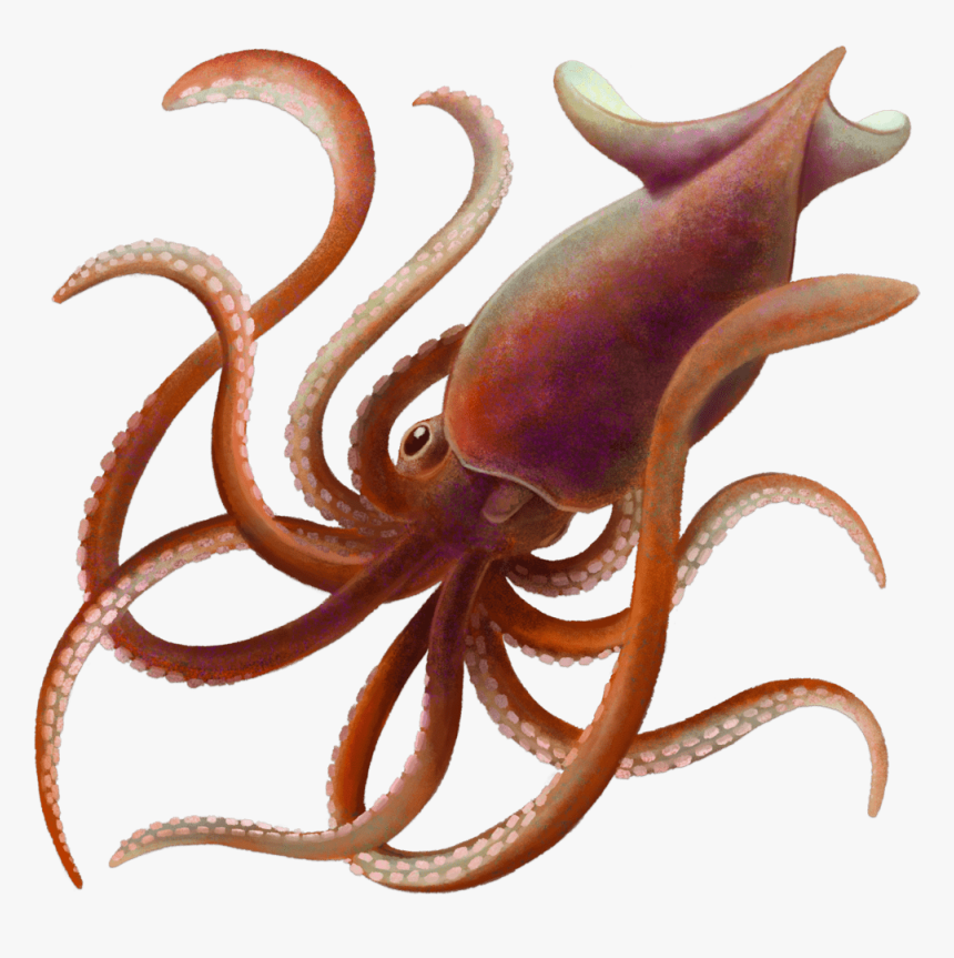 Octopus, HD Png Download