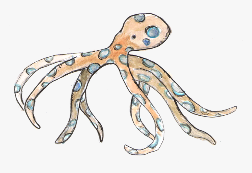 Blue Ring Octopus - Octopus, HD Png Download