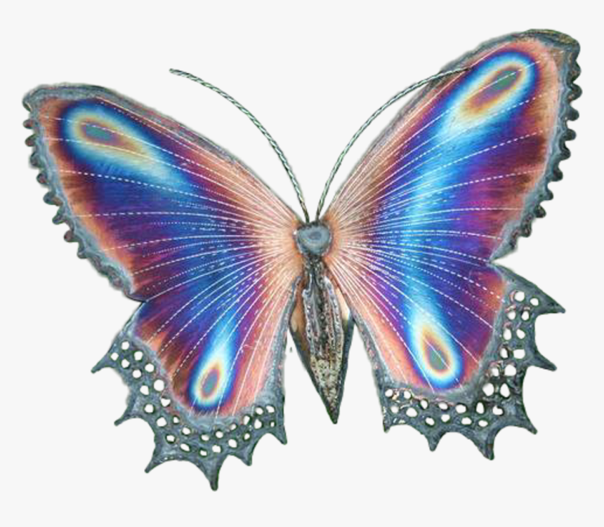 Transparent Butterfly Butterflies Butterflywings Magic - Real Golden Cocoon Butterfly, HD Png Download
