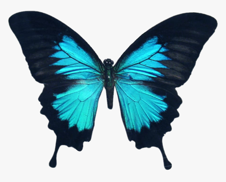 #butterfly #wings #colorful #girly #amazing #artistic - Stars And Butterflies Tattoo Designs, HD Png Download
