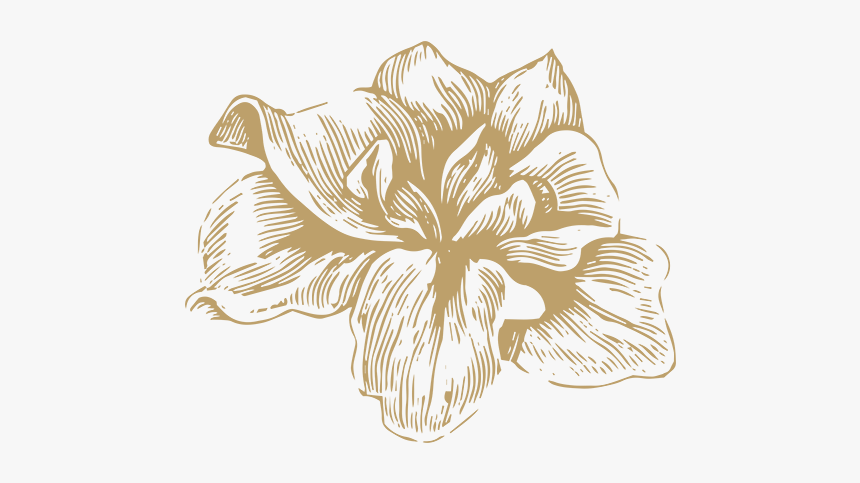 Flowers Gold 02 - Hippeastrum, HD Png Download