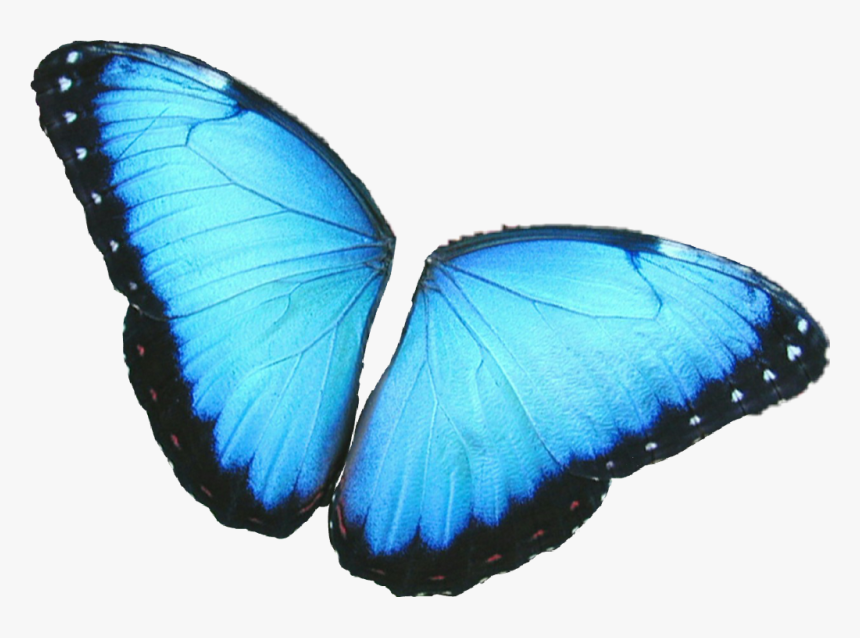 #butterfly #wings #colorful #girly #amazing #artistic - Butterfly Wings Png Blue, Transparent Png