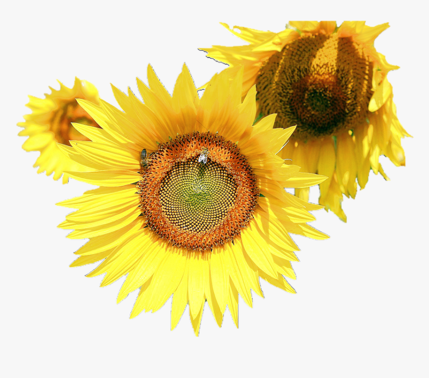 Sunflower Flower Free Png Transparent Images Free Download - Common Sunflower, Png Download