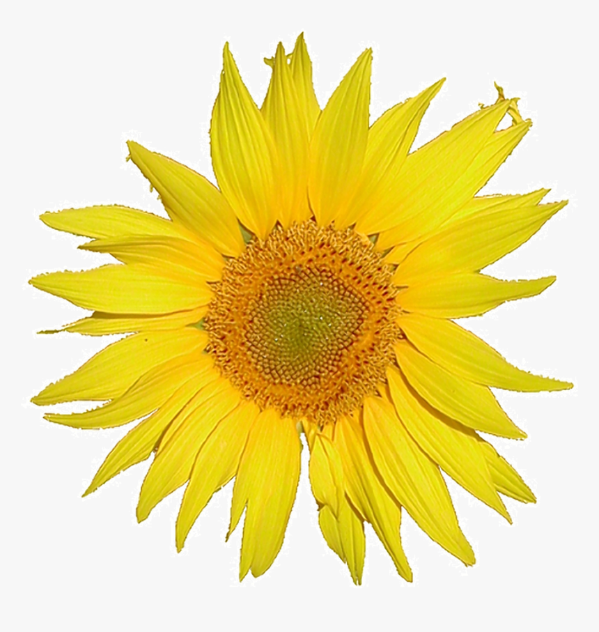 Mediawiki Logo Sunflower Tournesol 5x Rev2 - Mediawiki Logo, HD Png Download