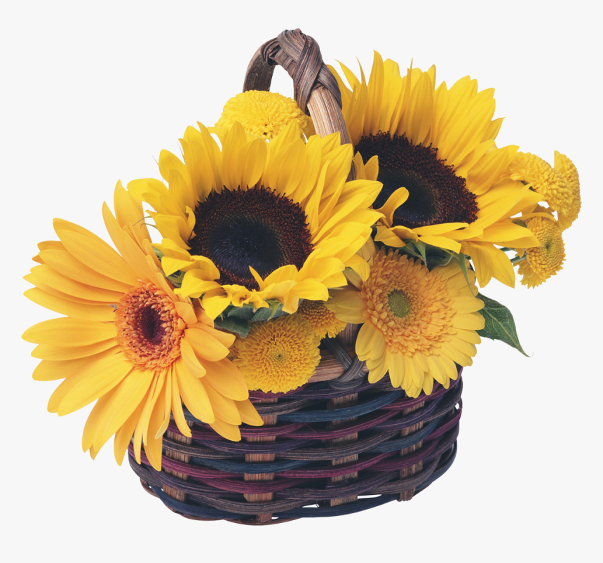 Royalty-free Basket Common Sunflower Garden - Sunflower Basket, HD Png Download