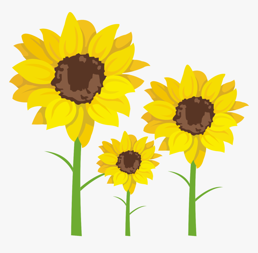 Banner Transparent Download Common Seed Clip Art Transprent - ดอก ทานตะวัน เวก เตอร์, HD Png Download