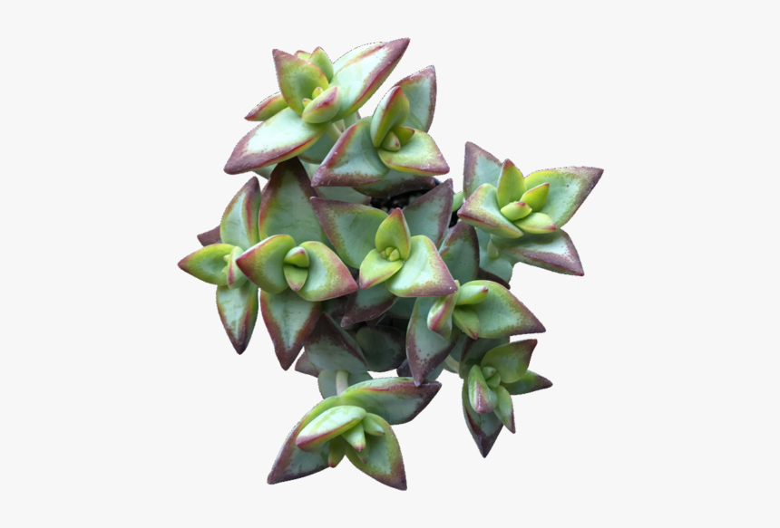 Flowerpot, HD Png Download