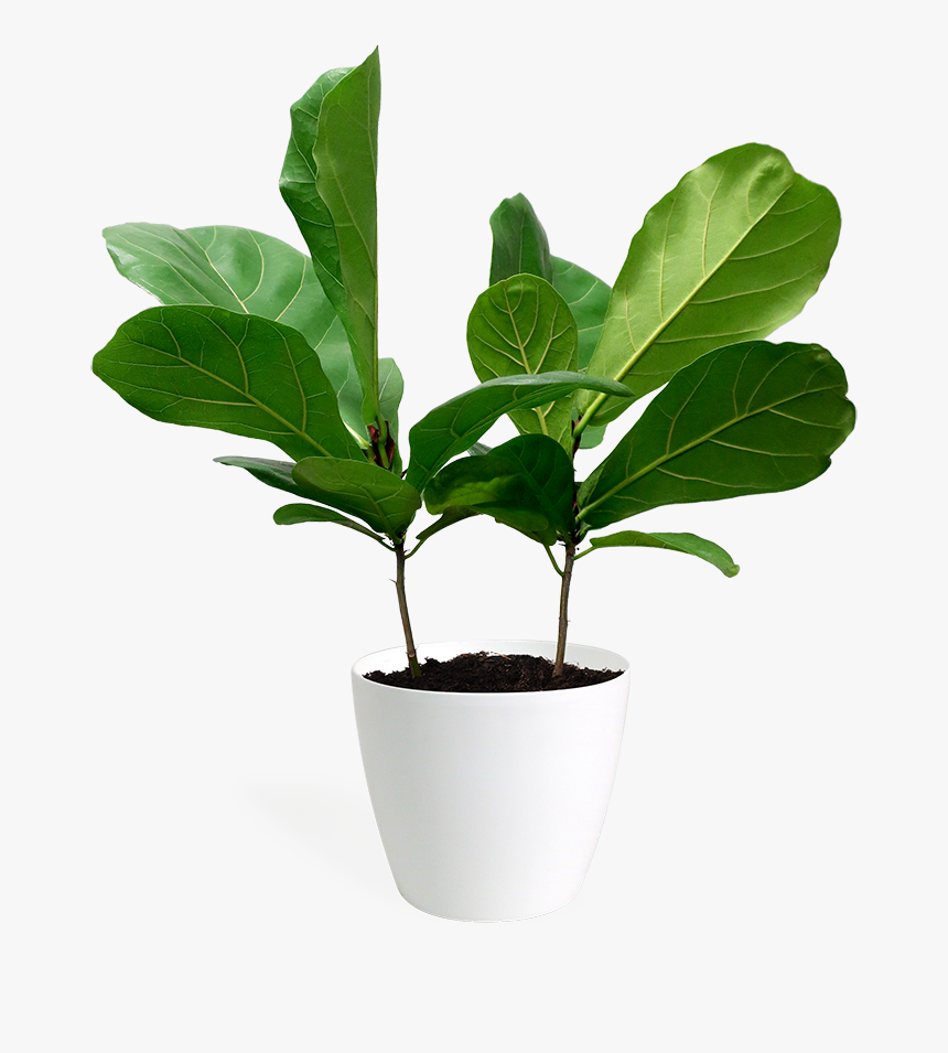 Flowerpot, HD Png Download