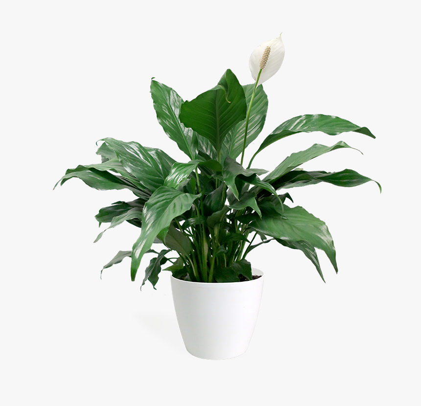 Houseplant, HD Png Download