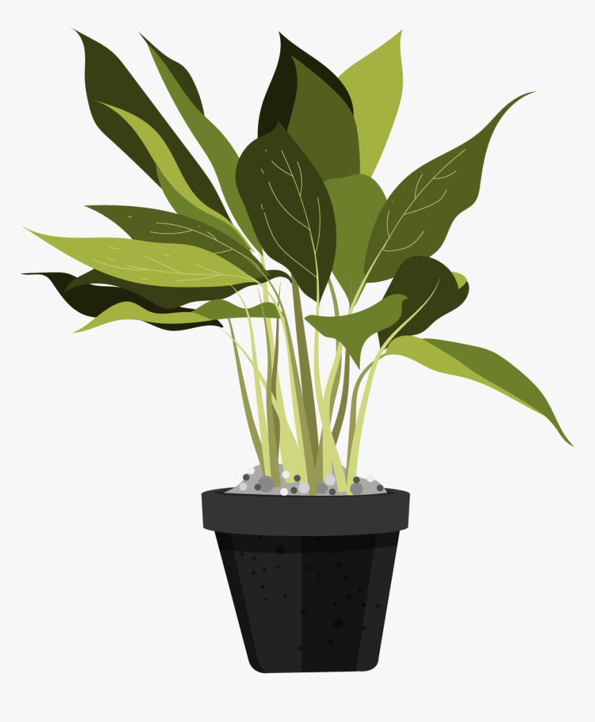 Ornamental Plants Leaves, HD Png Download