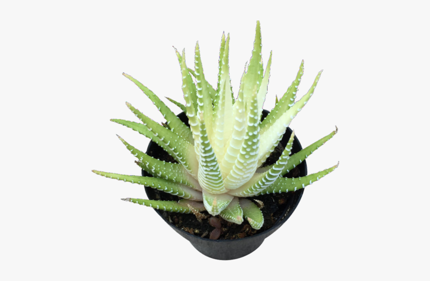 Aloe, HD Png Download