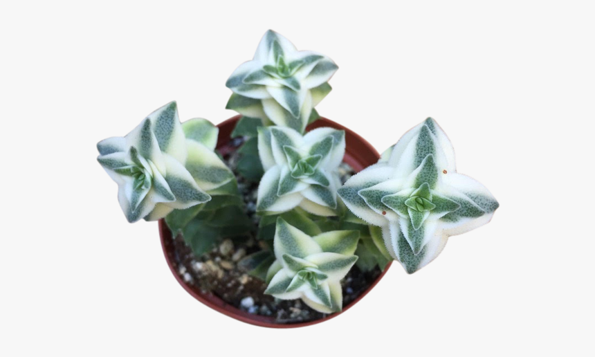 Flowerpot, HD Png Download