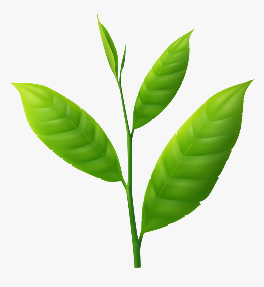 Plant Png Small, Transparent Png