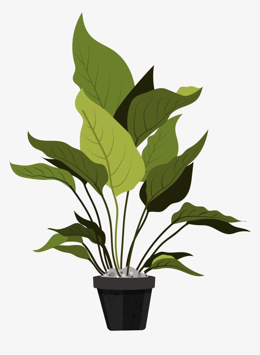 Ornamental Plants Leaves, HD Png Download