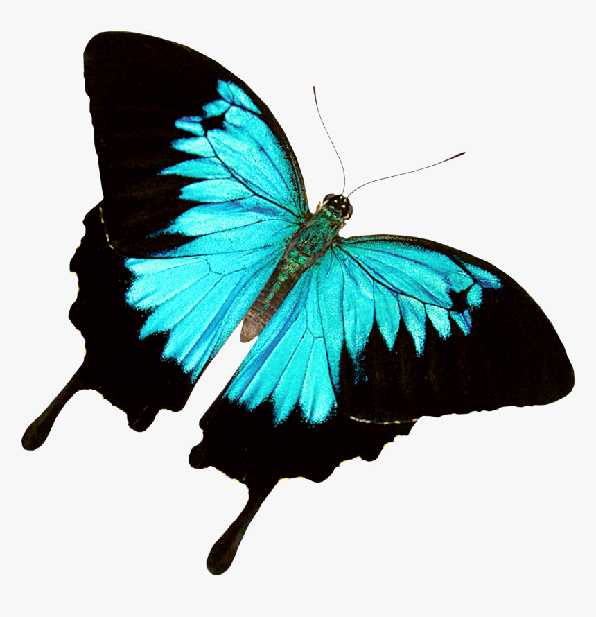 Butterfly World - Jungle Butterfly No Background, HD Png Download
