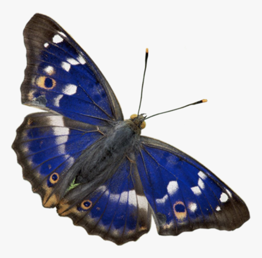 Butterfly Png Download - Insect, Transparent Png