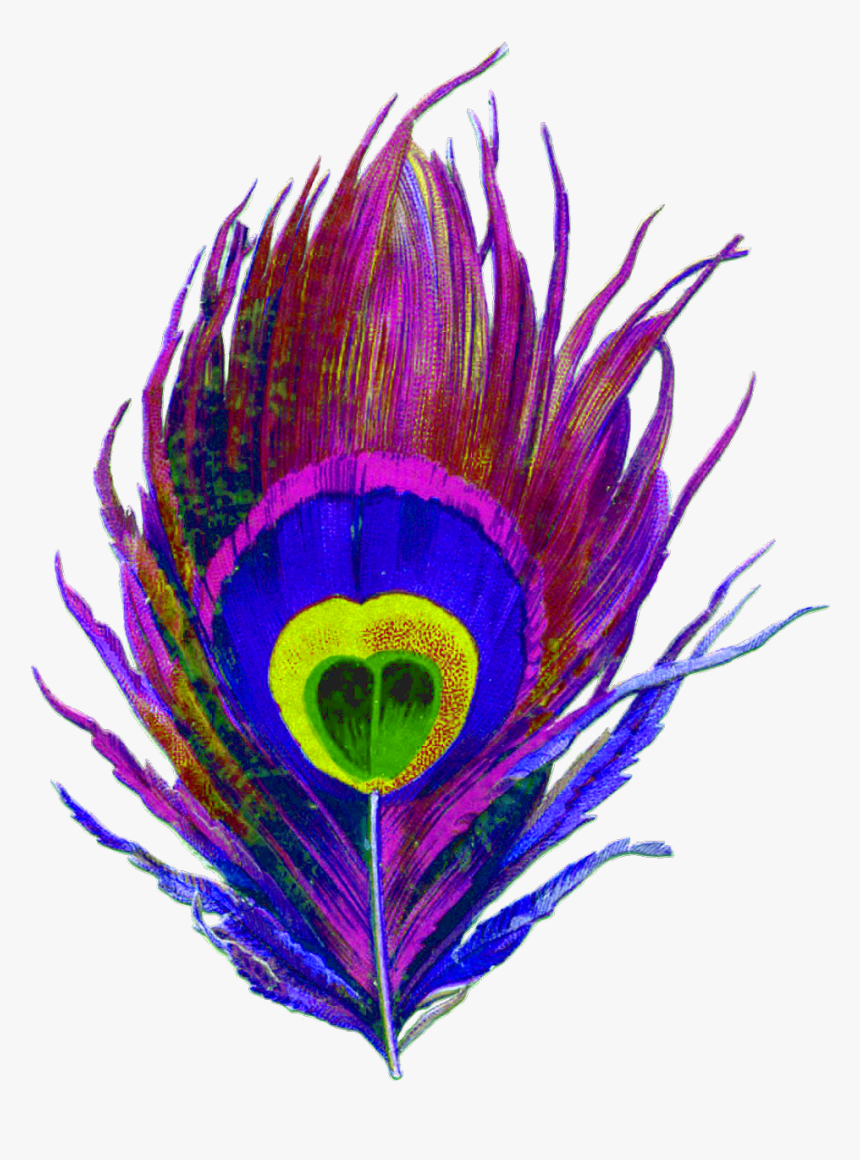 #feather #feathers #peacock #peacockfeather #peacockfeathers - Drawing Of A Peacock Feather, HD Png Download