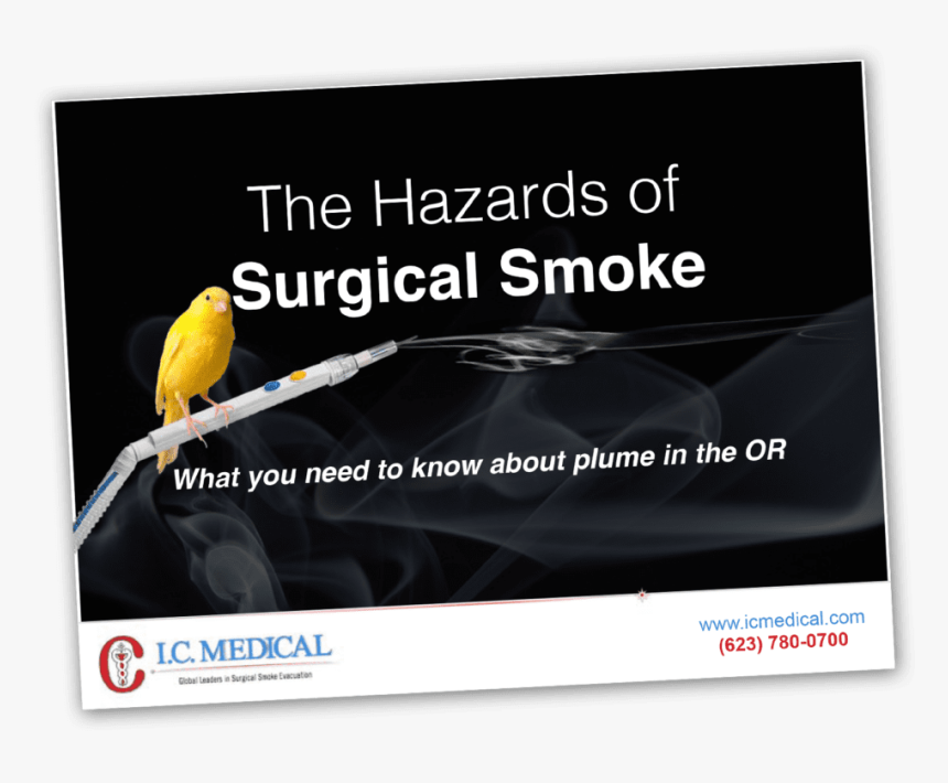 Canary, HD Png Download