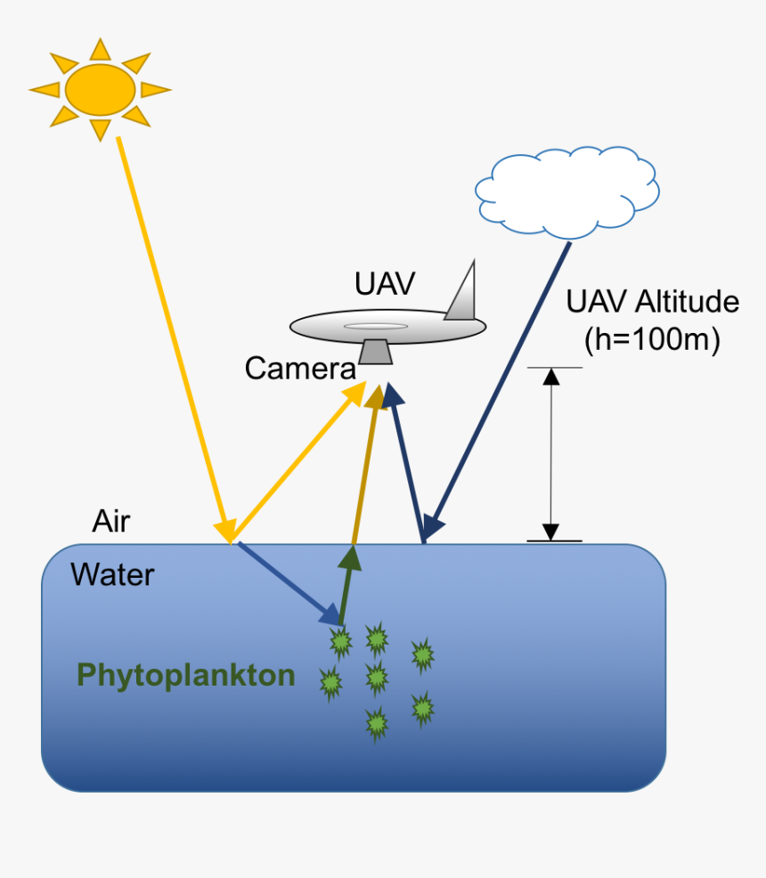 Killer Whale Food Chain, HD Png Download