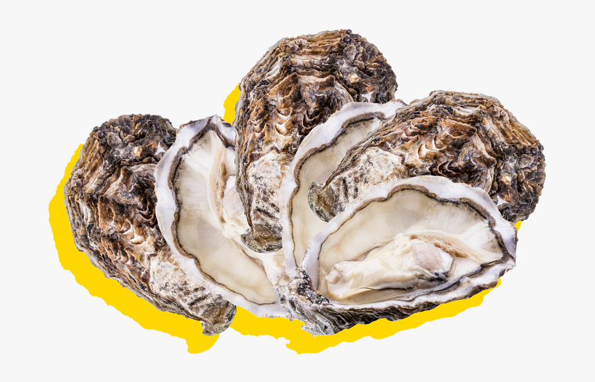 Silver Lining About Happy Hour Oysters - Tiostrea Chilensis, HD Png Download