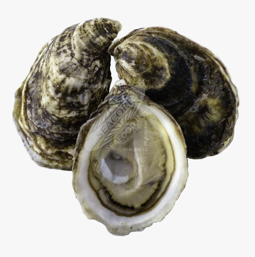 Tiostrea Chilensis, HD Png Download