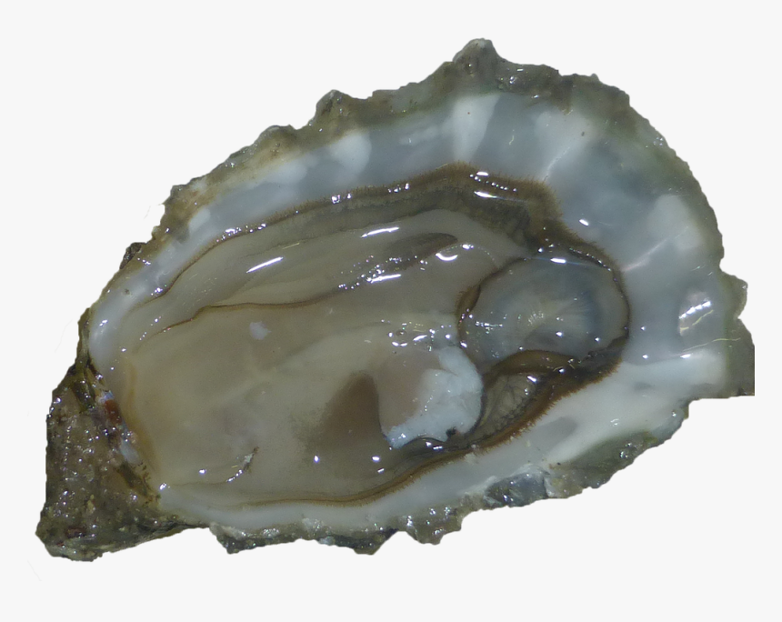 Tiostrea Chilensis, HD Png Download