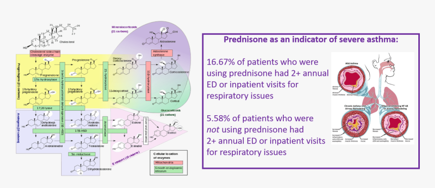 Steroidogenesis Pathway, HD Png Download