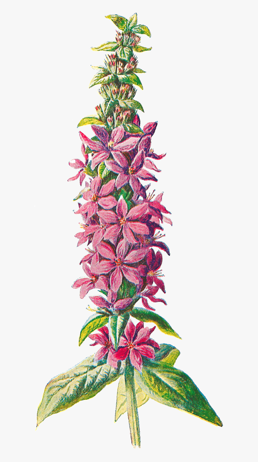 Digital Wildflower Downloads - Pink Transparent Wildflower Png, Png Download