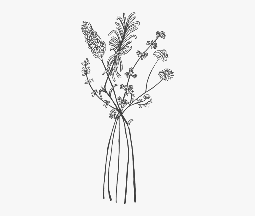 Black And White Herb Drawings, HD Png Download