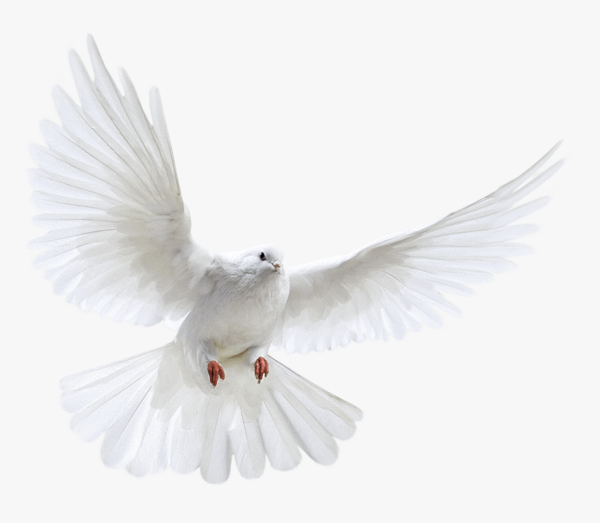 Download Pigeon Free Png Photo Images And Clipart - Nipsey Hussle Angel Wings, Transparent Png