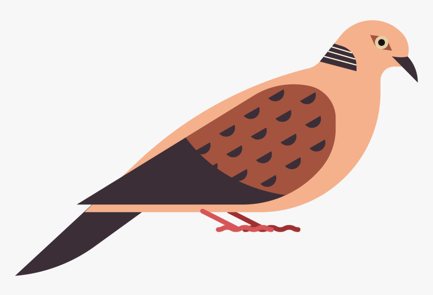 Pigeons And Doves, HD Png Download
