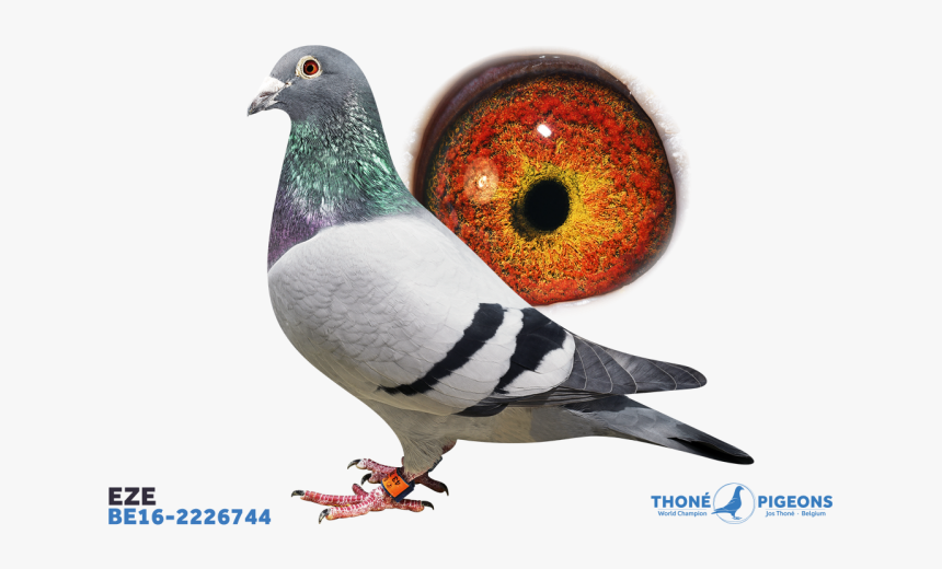 Eze - Jos Thone Little Joe, HD Png Download