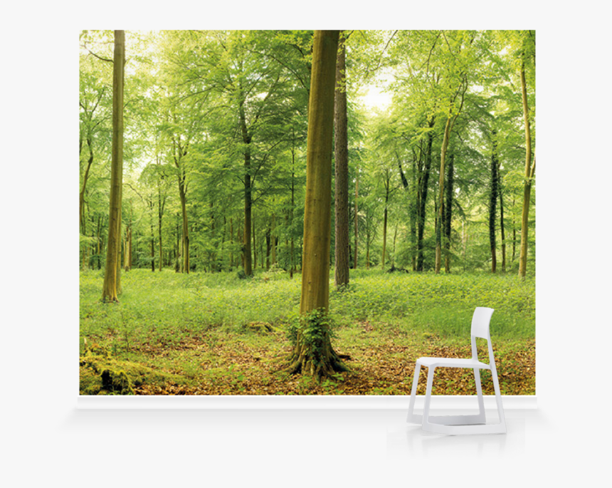 Grove, HD Png Download
