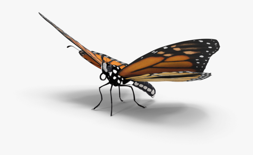 Monarch Butterfly, HD Png Download