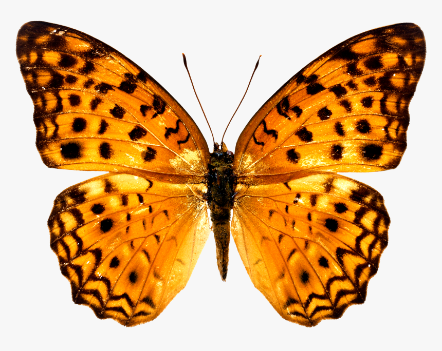 Colorful Butterfly Wallpapers Free Download Ultra Hd - Butterfly Free Png, Transparent Png